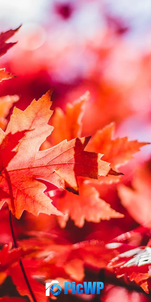 Maple leaves Red leaves 3K Mobile Wallpaper