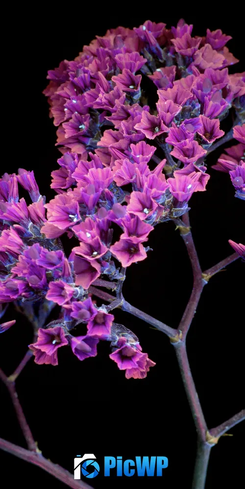 Pink flowers macOS Mojave 3K Mobile Wallpaper