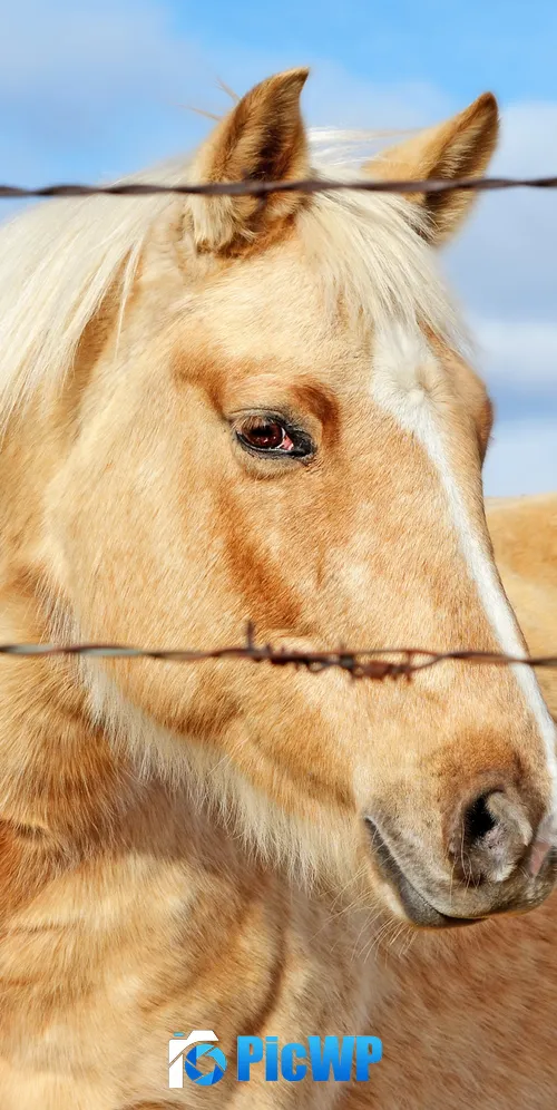Horse Closeup Photography 3K Mobile Wallpaper