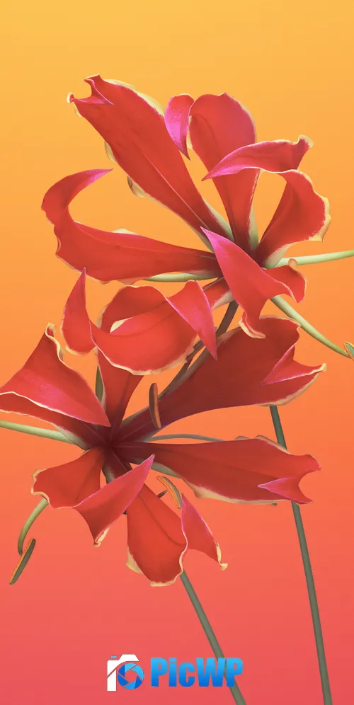 Flame lily Floral 3K Mobile Wallpaper