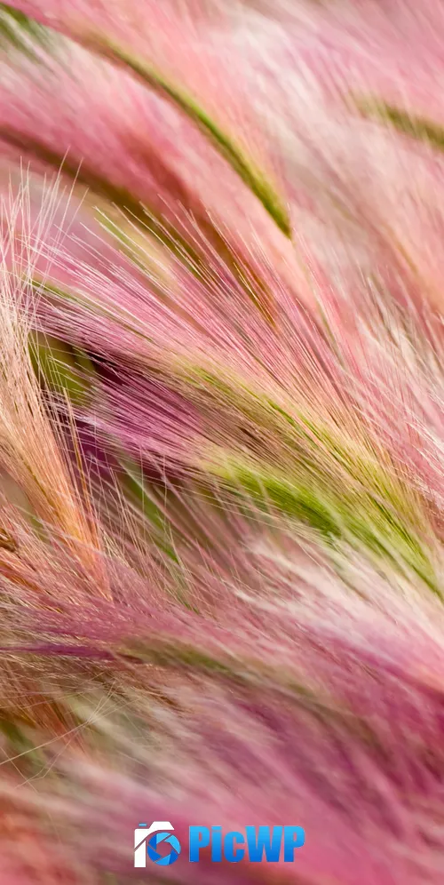 Foxtail Barley Aesthetic 3K Mobile Wallpaper