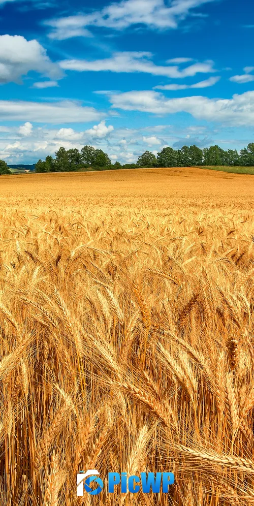 Golden fields Crop 3K Mobile Wallpaper