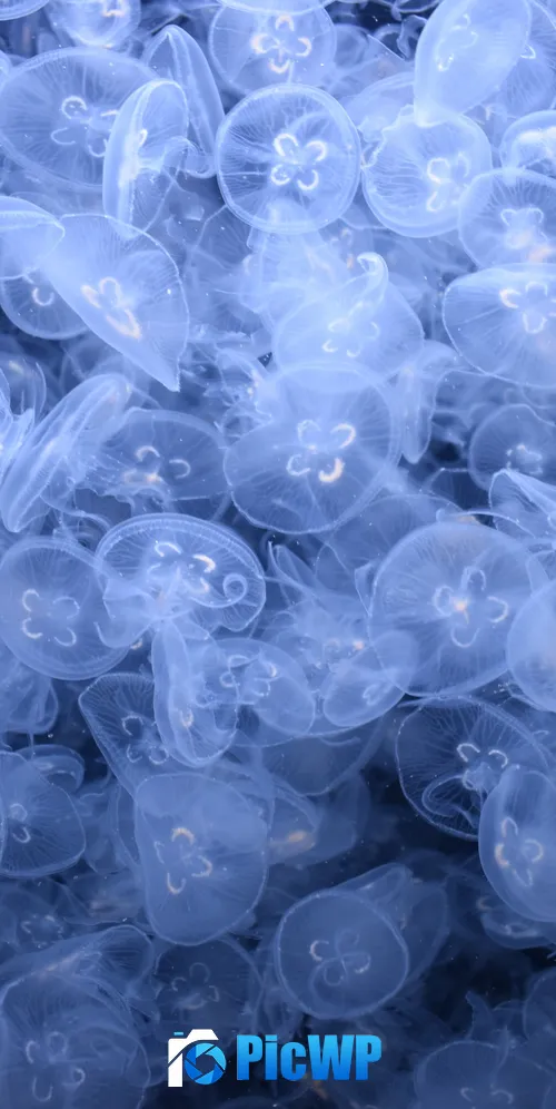 Jellyfishes Sea Life 3K Mobile Wallpaper