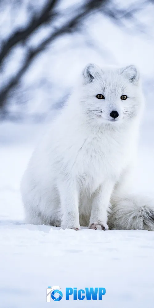 Arctic fox White wolf 3K Mobile Wallpaper