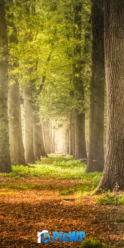 Woodland Forest Trees 3K Mobile Wallpaper