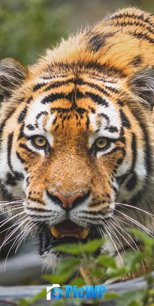 Bengal Tiger Big cat 3K Mobile Wallpaper