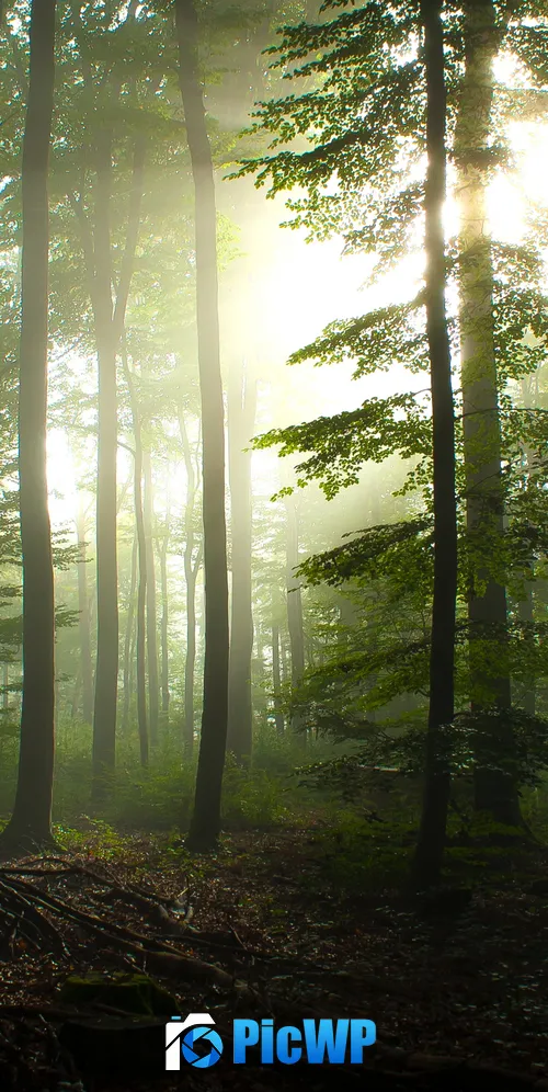 Forest Trees Early Morning 3K Mobile Wallpaper