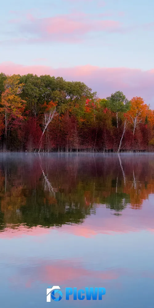 Autumn trees Forest 3K Mobile Wallpaper
