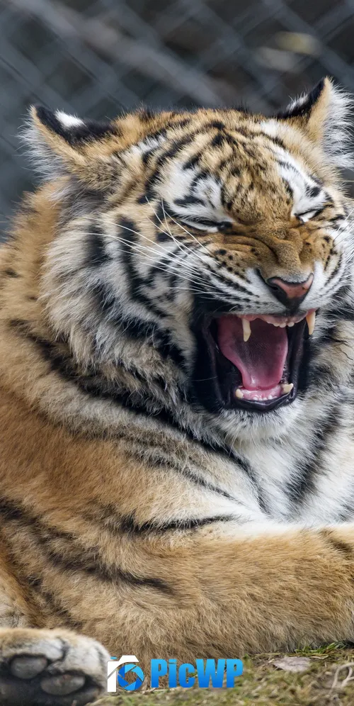 Young tigress Yawning 3K Mobile Wallpaper
