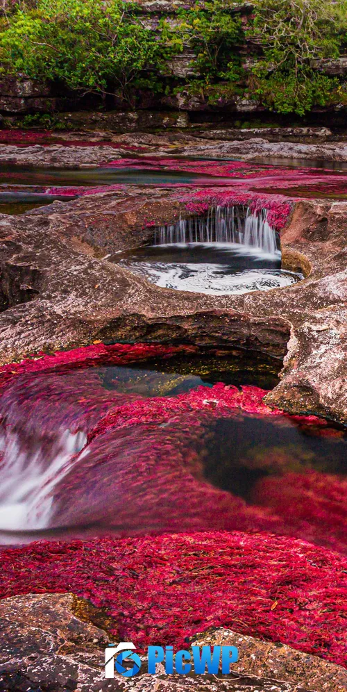 Caño Cristales River 3K Mobile Wallpaper