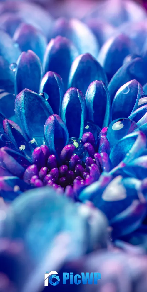 Blue flower Macro 3K Mobile Wallpaper