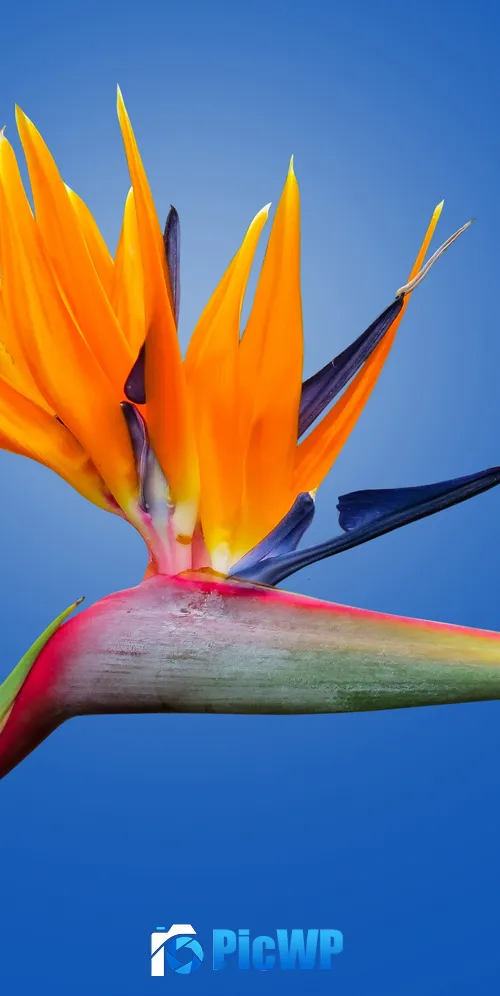 Bird of paradise flower Crane Flower 3K Mobile Wallpaper