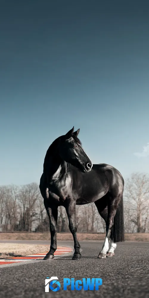 Black horse Race track 3K Mobile Wallpaper