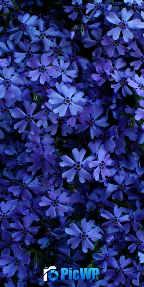 Blue flowers 3K Mobile Wallpaper