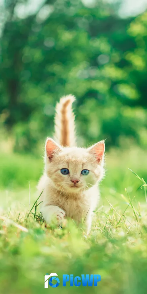 Kitten Cute Kitten 3K Mobile Wallpaper