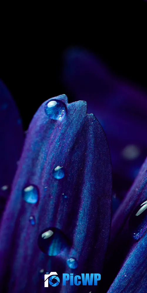 Blue flower Petals 3K Mobile Wallpaper