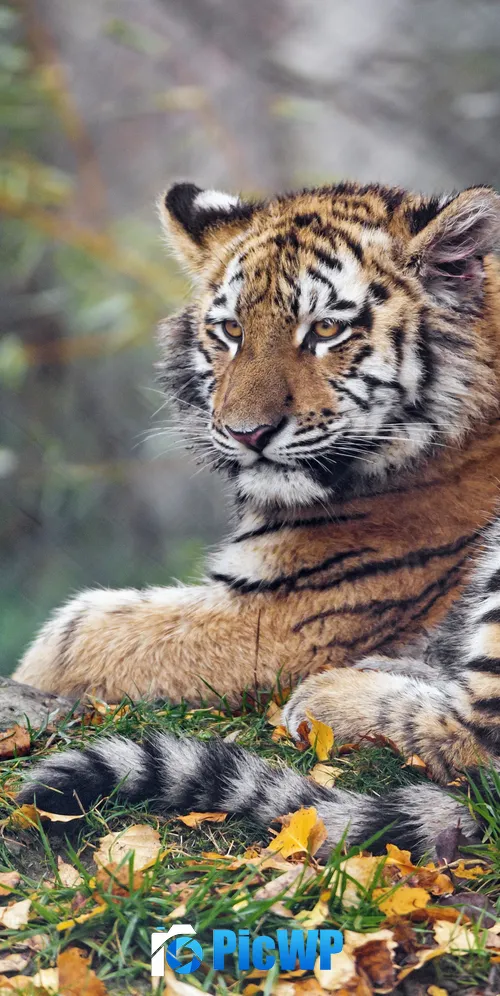 Young tigress Autumn leaves 3K Mobile Wallpaper