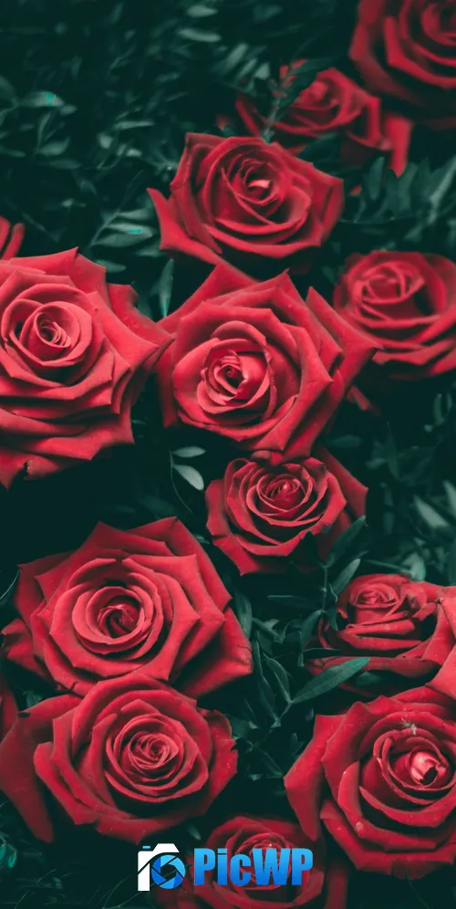 Red Roses Floral Background 3K Mobile Wallpaper
