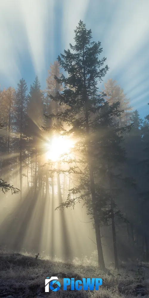Foggy sunset Forest 3K Mobile Wallpaper