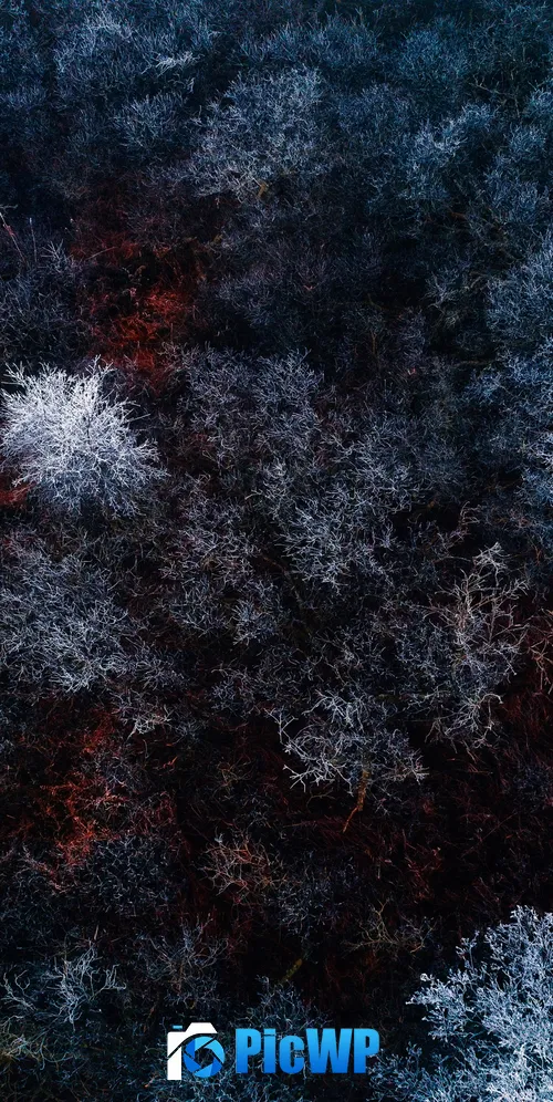 Winter forest Aerial view 3K Mobile Wallpaper
