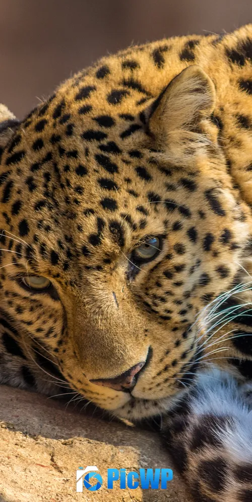 Leopard 3K Mobile Wallpaper