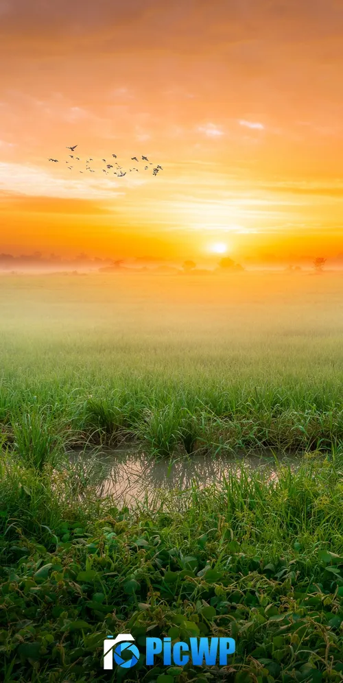 Sunrise Paddy fields 3K Mobile Wallpaper