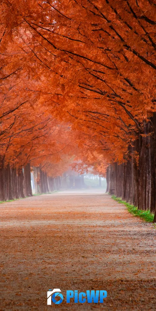Autumn Morning 3K Mobile Wallpaper