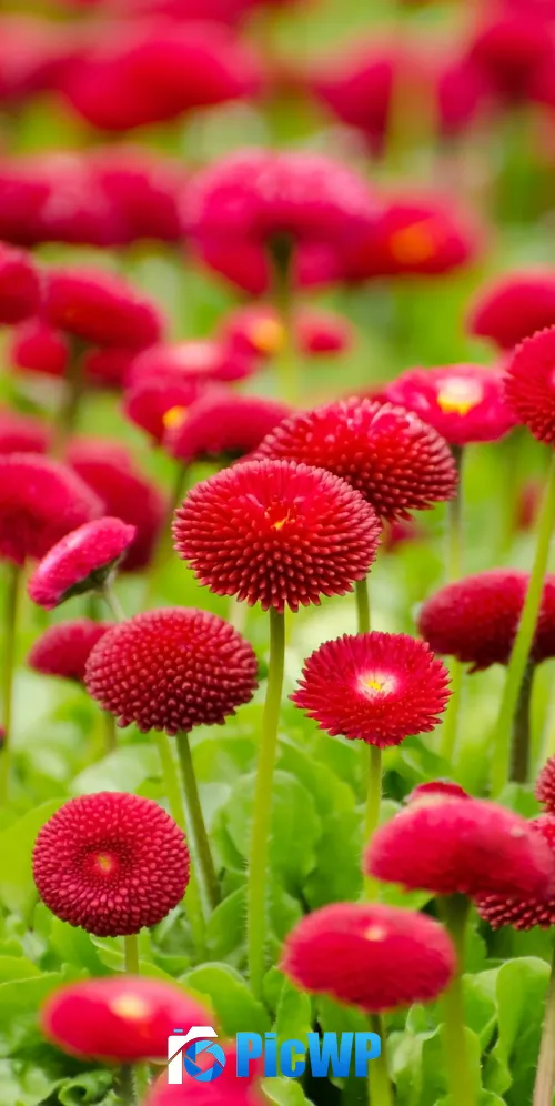 Red flowers Blossom 3K Mobile Wallpaper