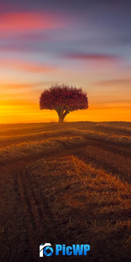 Lone tree Agriculture 3K Mobile Wallpaper