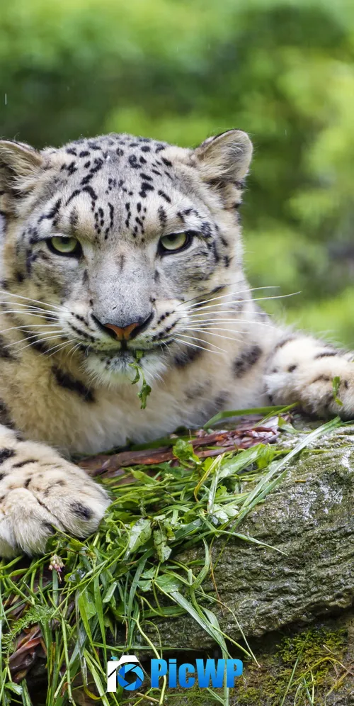Snow leopard Wild Cat 3K Mobile Wallpaper