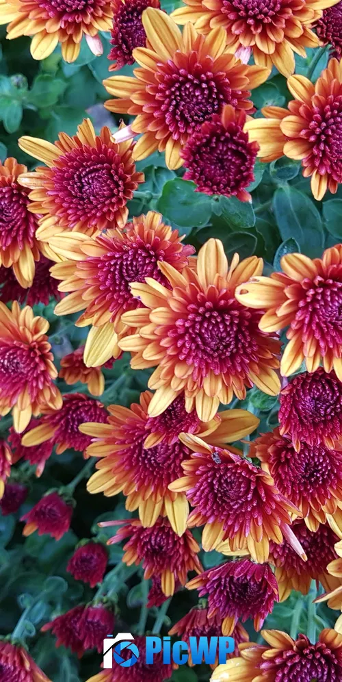 Chrysanthemum flowers Yellow 3K Mobile Wallpaper