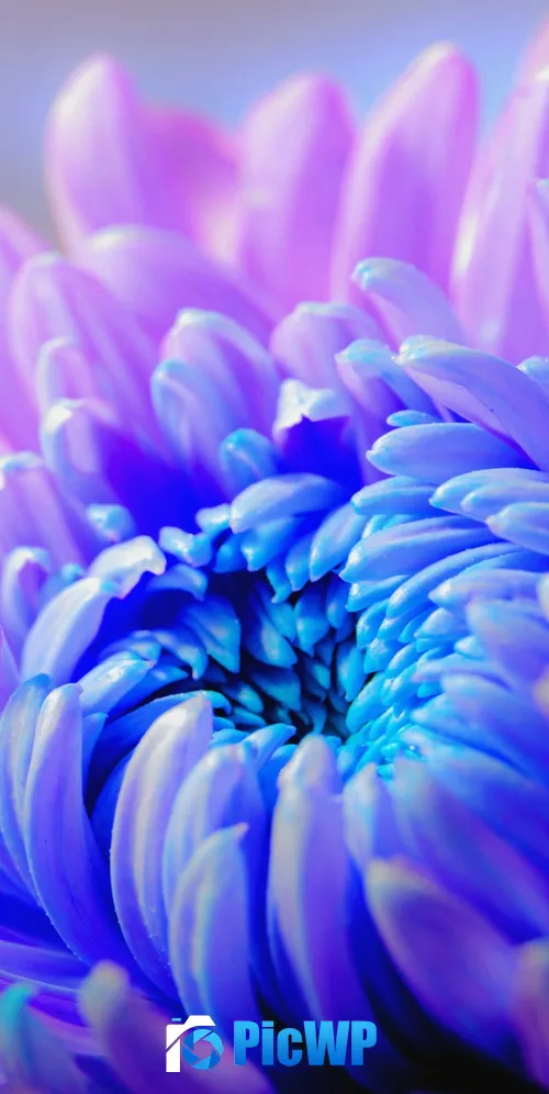 Purple Flower Chrysanthemum 3K Mobile Wallpaper