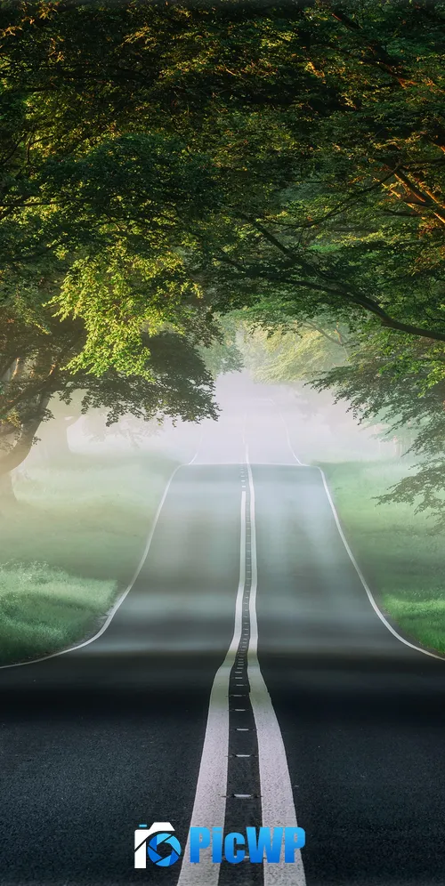 Forest Road 3K Mobile Wallpaper