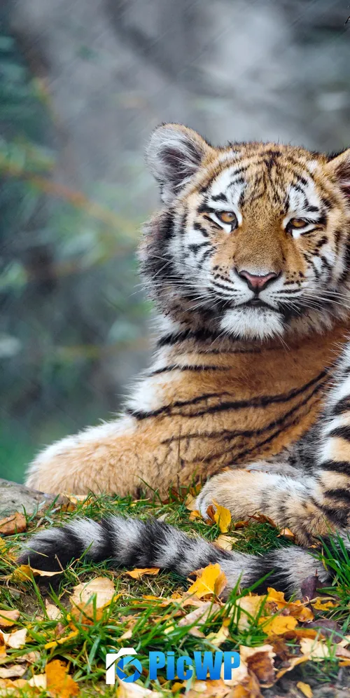 Young tigress Carnivore 3K Mobile Wallpaper