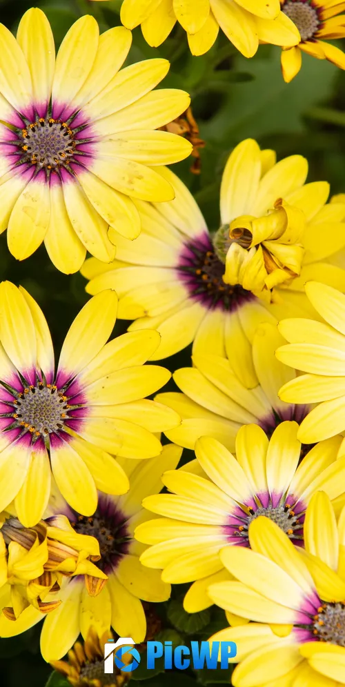 Daisies Yellow flowers 3K Mobile Wallpaper