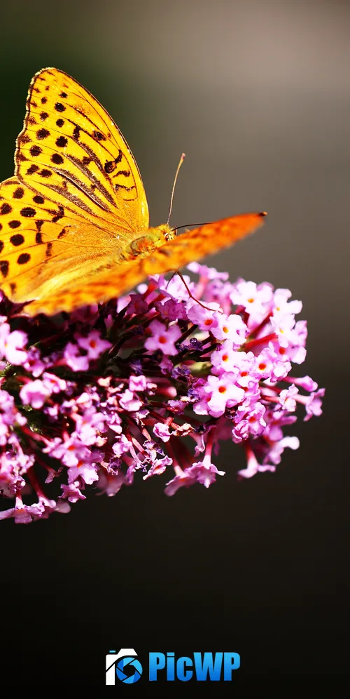 Fritillaries Butterfly 3K Mobile Wallpaper