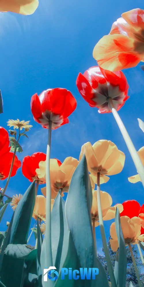 Tulips Flower garden 3K Mobile Wallpaper