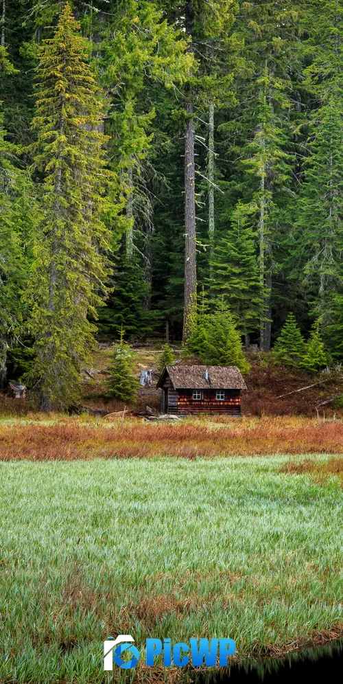 Timothy Lake Forest 3K Mobile Wallpaper