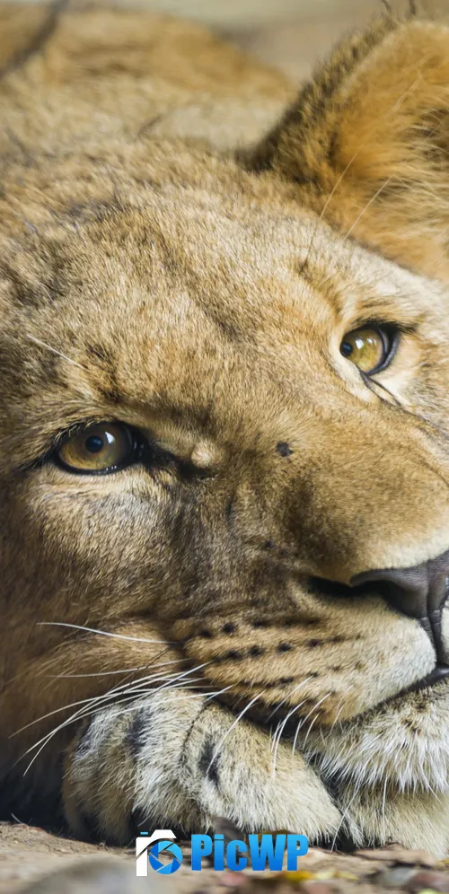 African Lion Cub 3K Mobile Wallpaper