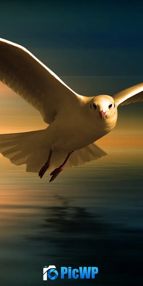 Seagull White Birds 3K Mobile Wallpaper