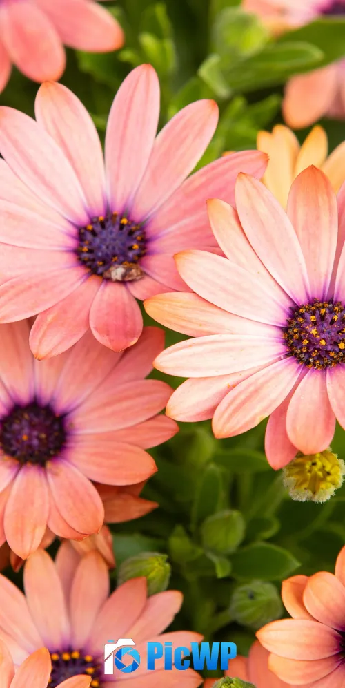 Pink Daisies Floral Background 3K Mobile Wallpaper