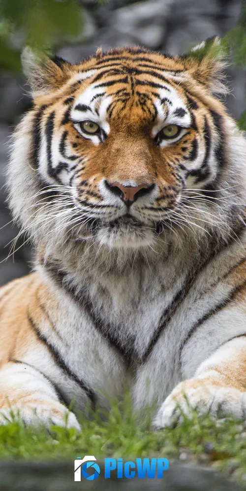Siberian tiger Big cat 3K Mobile Wallpaper