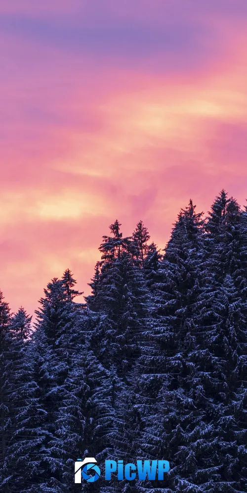 Snow covered Tall Trees 3K Mobile Wallpaper