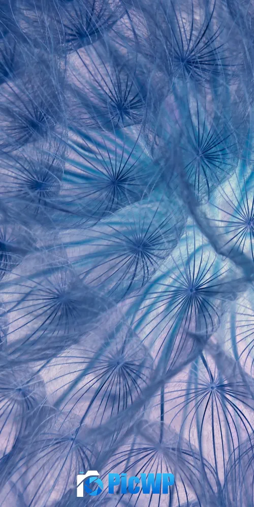 Dandelion flower Dandelion seeds 3K Mobile Wallpaper