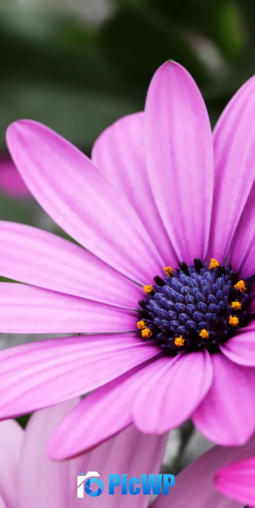 Daisy flowers Purple Flowers 3K Mobile Wallpaper