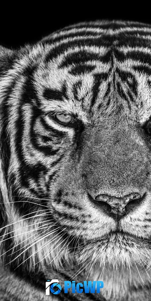 Tiger Monochrome 3K Mobile Wallpaper