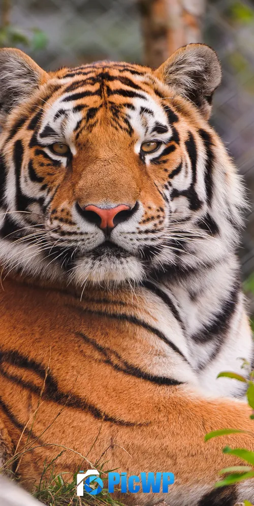 Staring Siberian tiger 3K Mobile Wallpaper