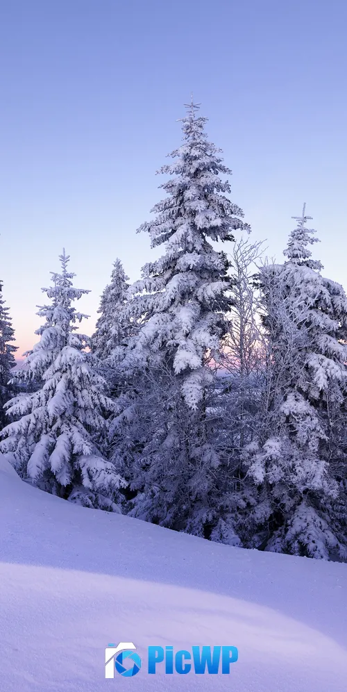 Winter Snow 3K Mobile Wallpaper