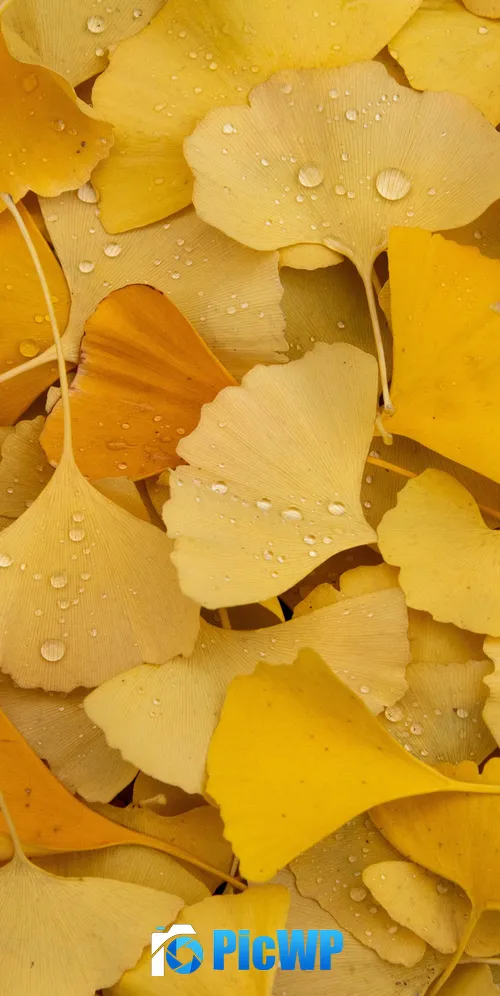 Ginkgo Leaves Yellow leaves 3K Mobile Wallpaper