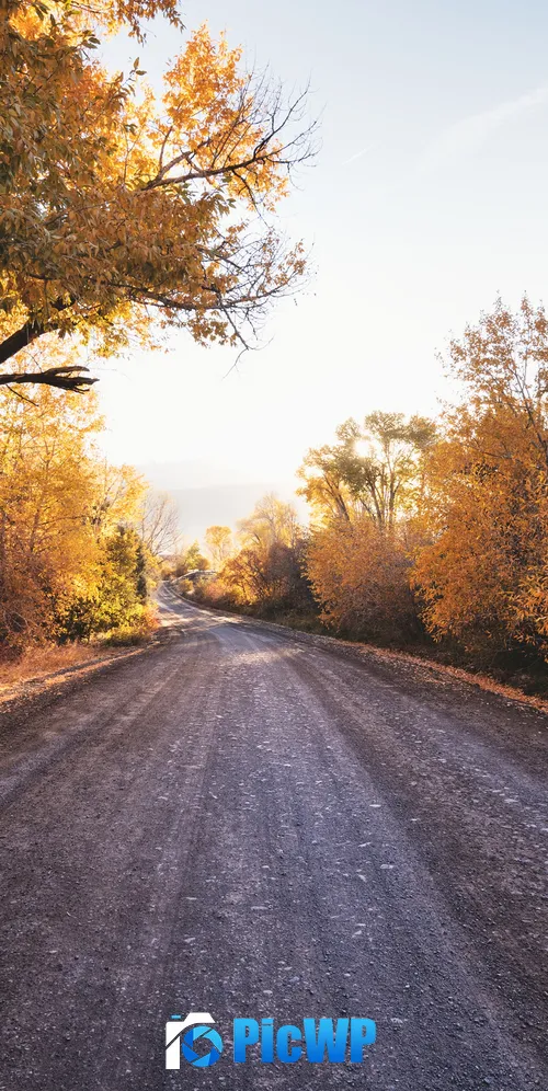 Dirt road Autumn trees 3K Mobile Wallpaper